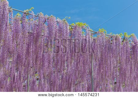 Beautiful wisteria bloomimg in end of spring season