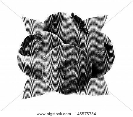 Juicy and fresh blueberries with green leaves on white background. Blue color blueberries close-up. Image of blueberries with high resolution. Drawing sketch painting blueberry