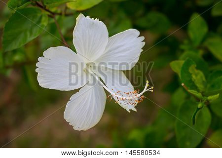 white hibicus flower on blur green leaf background