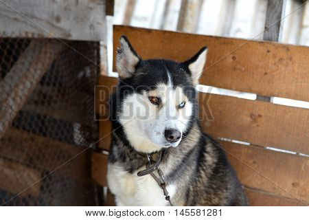 Goodness Siberian Husky a reliable friend, sled and working dog