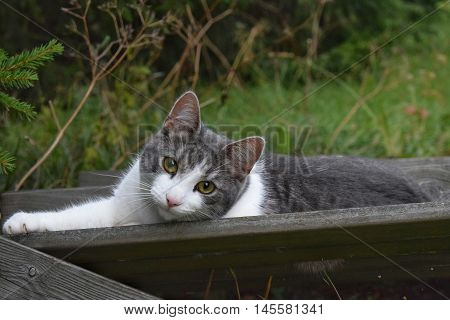 A cat lying and staring in the garden.