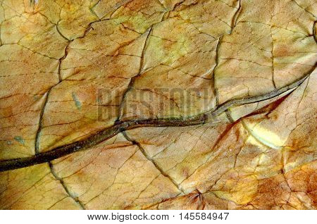 picture of a dry leaf tobacco closeup