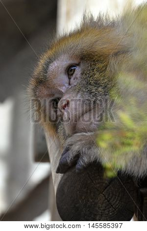 Cute melancholy pensive green monkey with sad eyes