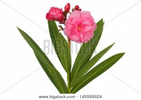 Pink nerium flowers isolated on white background