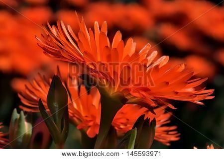 Bright red lampranthus in a daylight garden