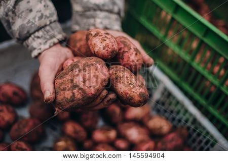 Farmer holding fresh potatoes in dirty hands. Soilwork concept