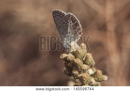 Butterfly in a field. Guastalla (RE) - 22/09/2015