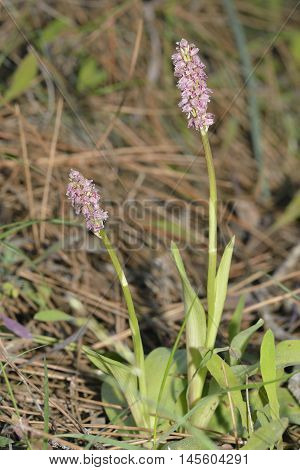 Dense-flowered Orchid - Neotinea maculata Two flowers in Pine Woodland
