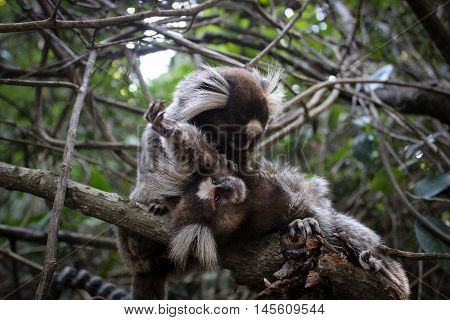 Marmosets of Rio de Janeiro, Pao de Acucar park, Brazil