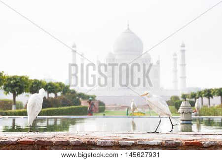 Birds Near Taj Mahal