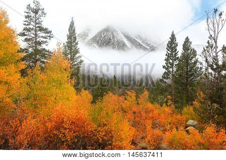 Snow covered mountains and Aspen trees in Sierra Nevada mountains