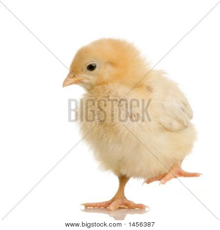 Chick
