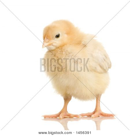 Küken
