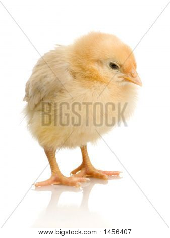 Chick