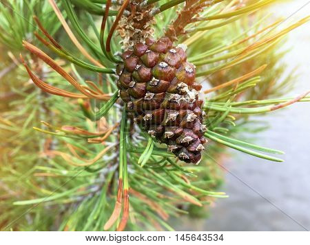Green fir cone Larix leptolepis in the park