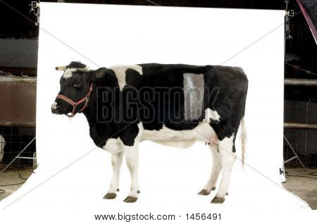 İnek