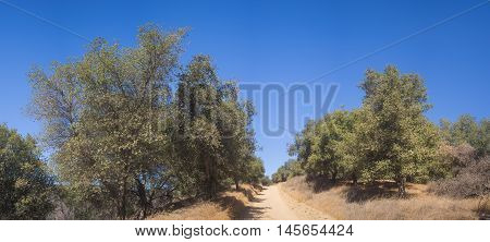 Dirt Road Through California Woods