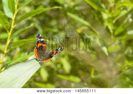 Butterfly sitting on a leaf against a blurred background of greens