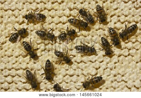 For long-term storage of honey bees in a bee close comb.