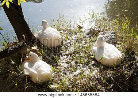 Three white ducks resting nex to the pond