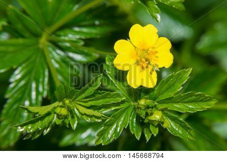 Small yellow flower of Galangal (erect cinquefoil)