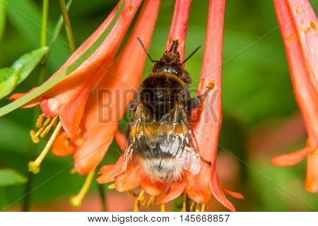 Bumblebee collects nectar from flowers Honeysuckle Brown