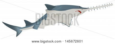 Fish saw sea animal. Isolated on white vector illustration