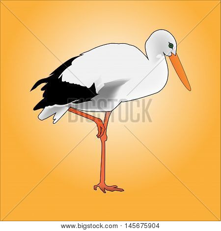 A beautiful white stork. Bird on one leg