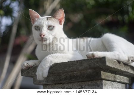 Outdoor Portrait Of A Thai Cat Has Sitting On Pillar With Blurred Background,filtered Image,selectiv