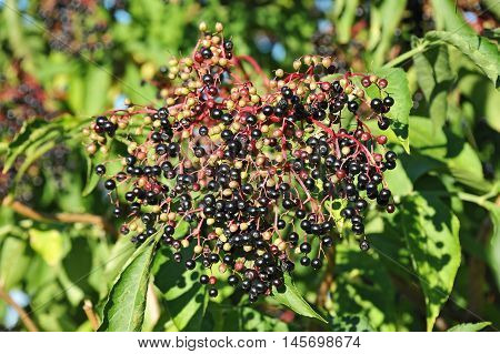 Elderberry On Branch