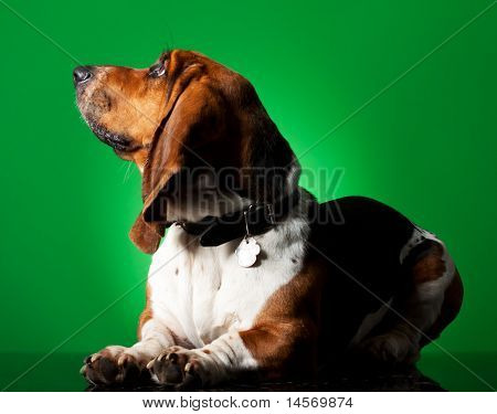 Szczeniak Basset Hound