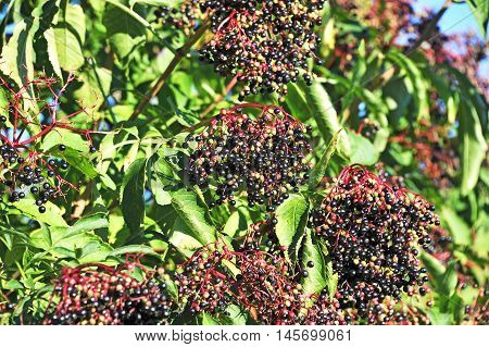 Elderberry On Branch