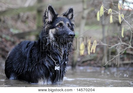 Owczarek niemiecki pies gsd w wodzie