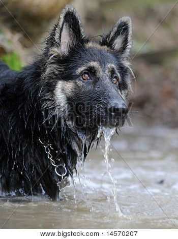Owczarek niemiecki gsd w wodzie