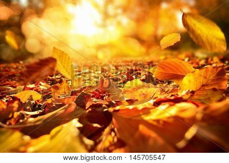 Lively closeup of falling autumn leaves with vibrant backlight from the sun