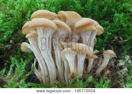 fungi, mushroom, forest, moss, group, brown, wild, edible, lentinellus, cochleatus