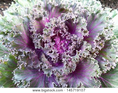 Close up of a Purple and Green Lettuce