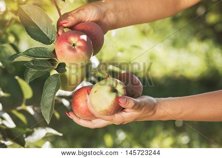 Woman  in apple orchard holds freshly picked apples in her hand. Vintage toned image, selective focus