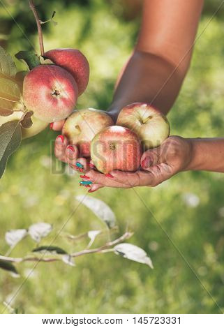 Young woman holding a red apples in hand. Selective focus, vintage toned image, blank space