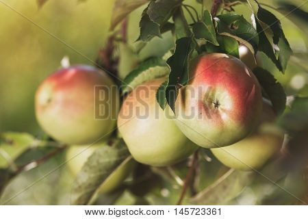 Ripe apples  hanging on apple orchard branch., close up. Vintage toned image