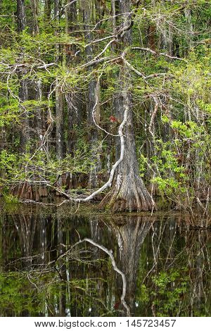 Bald cypress trees growing in 6 mile Cypress Slough in Florida