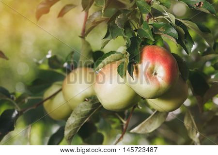 Apples in the apple orchard, close up. Vintage toned image, copy space