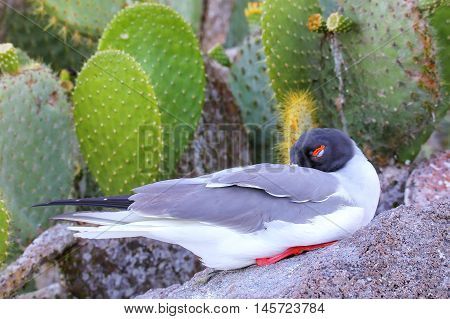 Swallow-tailed Gull Sleeping