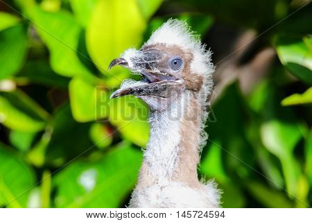 Red-footed Booby Chick, On Genovesa Island, Galapagos National Park, Ecuador