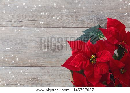 Christmas red flower poinsettia over wooden background