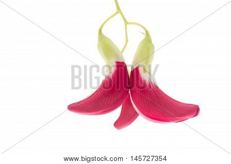 Vegetable Humming Bird Sesban Agasta on isolate background.