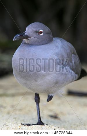 Lava Gull On Genovesa Island, Galapagos National Park, Ecuador