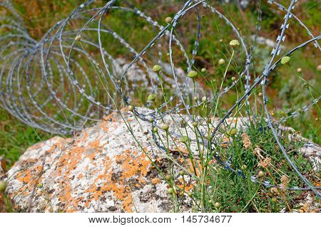 Modrn barbed wire in coils on limestone in grass, border of the land