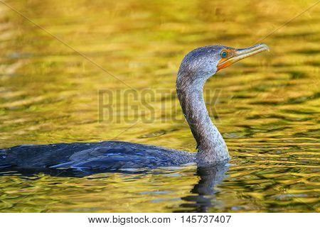 Female Double-crested cormorant (phalacrocorax auritus) swimming in water