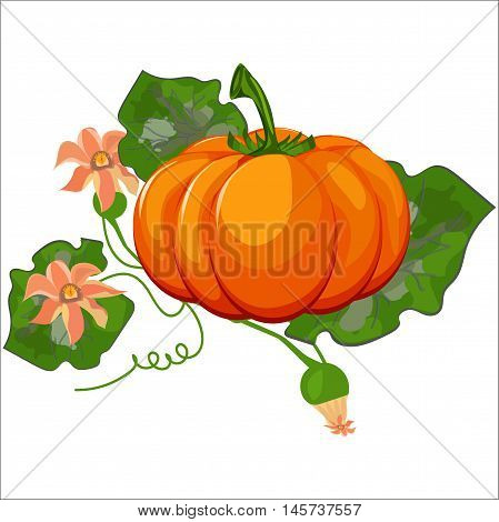Fresh orange halloween pumpkin isolated on white vector. Orange autumn food fresh pumpkin vegetable holiday decoration. Seasonal ripe isolated pumpkin fresh october halloween symbol.
